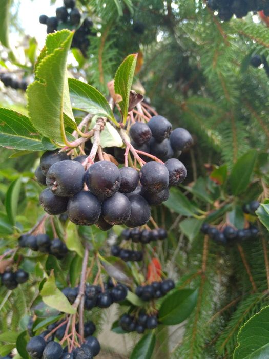 Aronia za darmo zapraszam