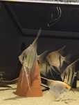 2x PTEROPHYLLUM ALTUM adultos