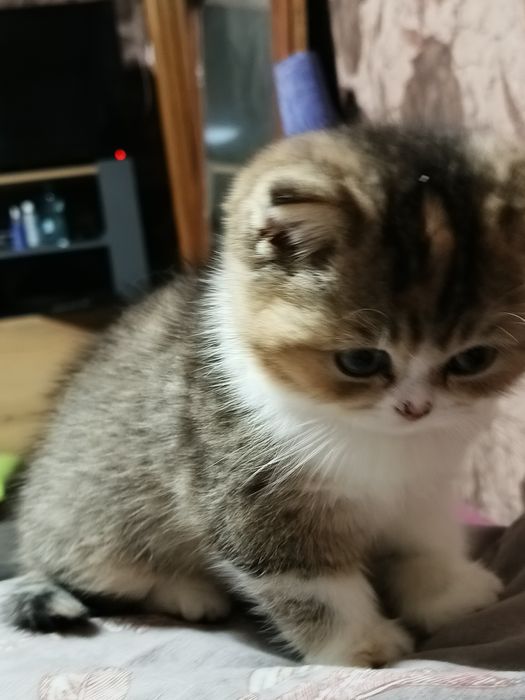 Котята шотландские