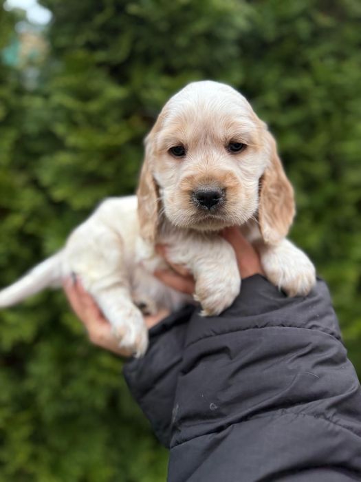 Cocker spaniel angielski Piesek