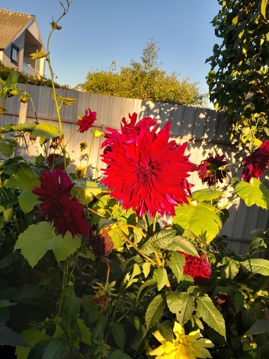 Продам клубні жоржини,  георгину