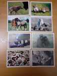 Cromos da Panini Baby animals