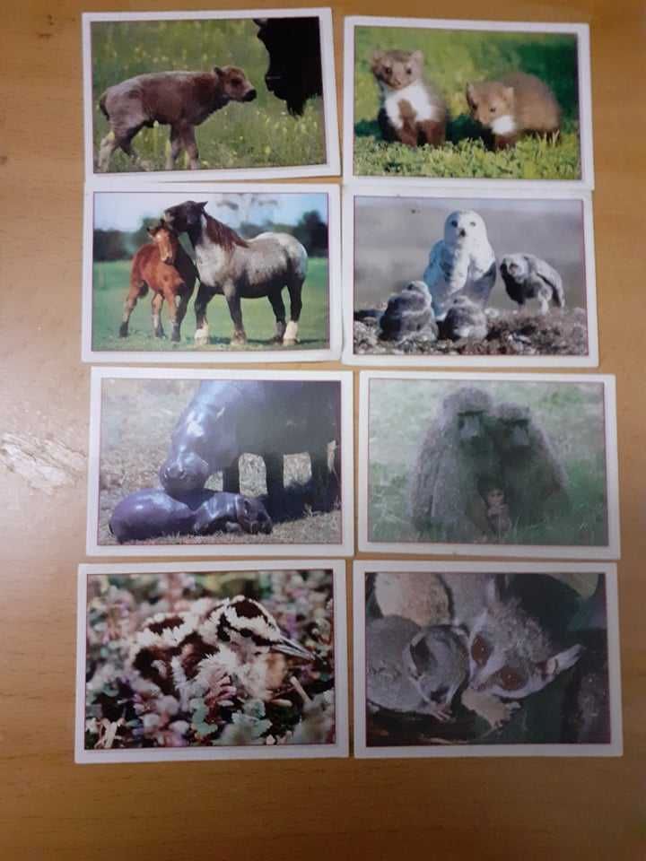 Cromos da Panini Baby animals