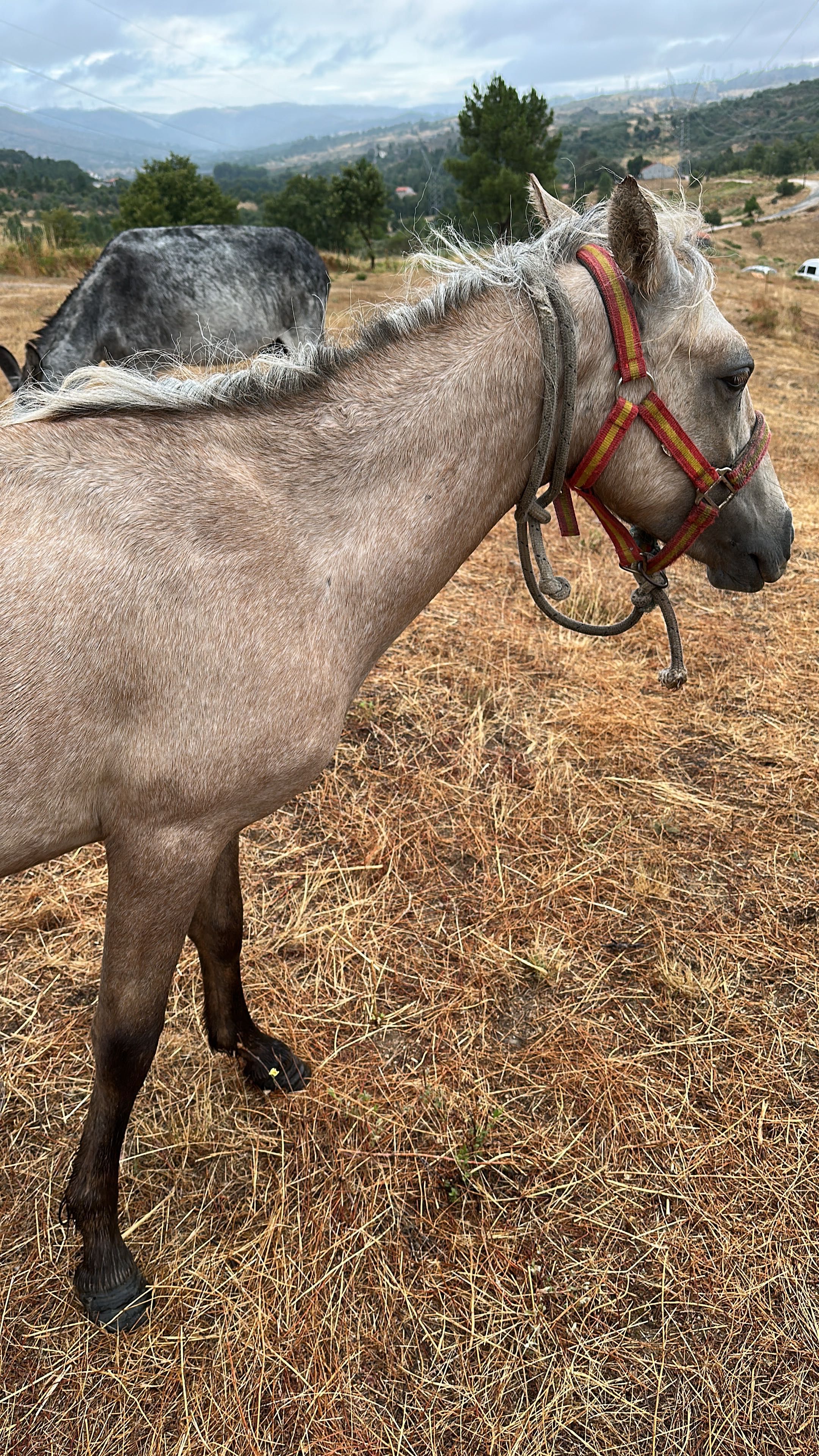 4 year old female pony