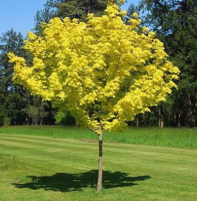 Acer platanoides PRINCETON GOLD klon pospolity PRINCETON GOLD