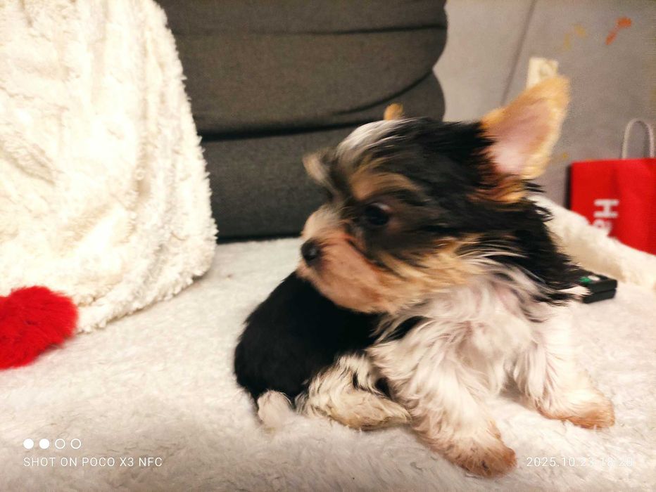 yorkshire terrier biewer trikolor mini