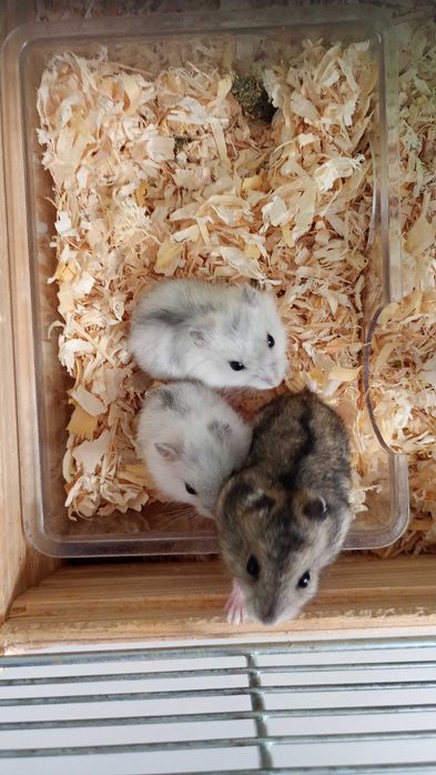 Chomiki dżungarskie – słodkie maluchy! Biało-szaro-brązowe, oswojone!