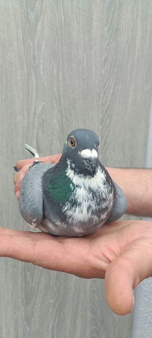 Gołąb pocztowy samiec Tomasz Rumuński