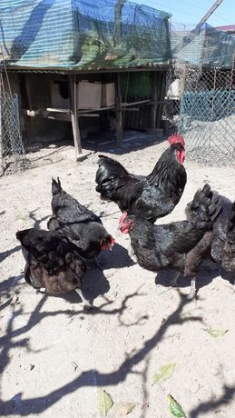Ovos galados de galinhas Jersey gigante pretas e azuis