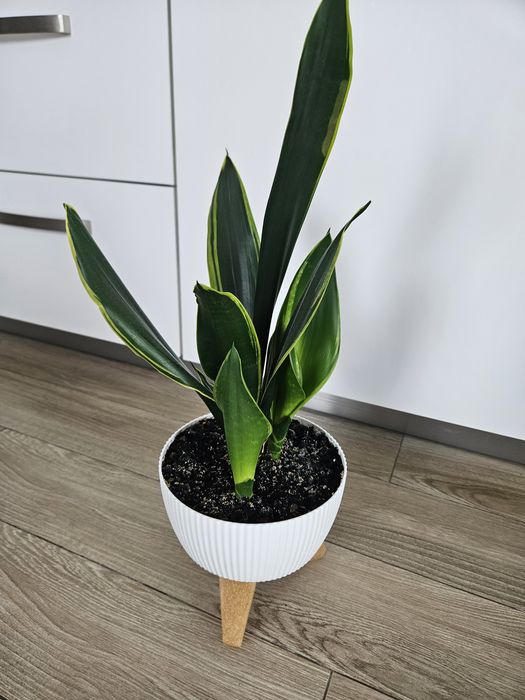 Сансевієрія Голден Флейм (Sansevieria Golden Flame)