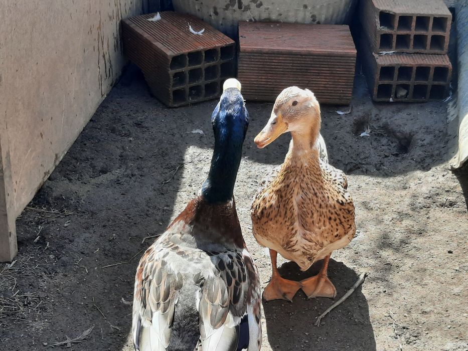 Casal Patos Rowen