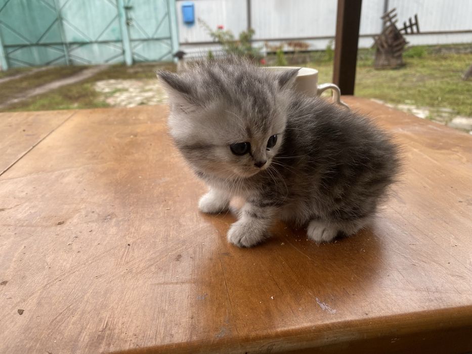 Продам шотланців кошенята