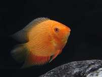 GB Pielęgnica Severum RED - dowóz ryb!