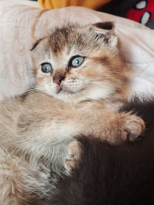 Piękny kocurek szkocki kłapouchy