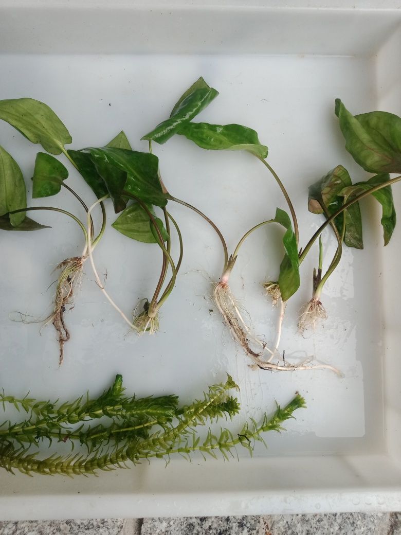 Kryptokoryna pontederiifolia roślinka akwariowa