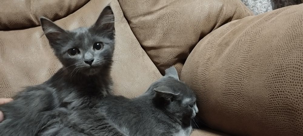 Котята комочки счастья в добрые руки