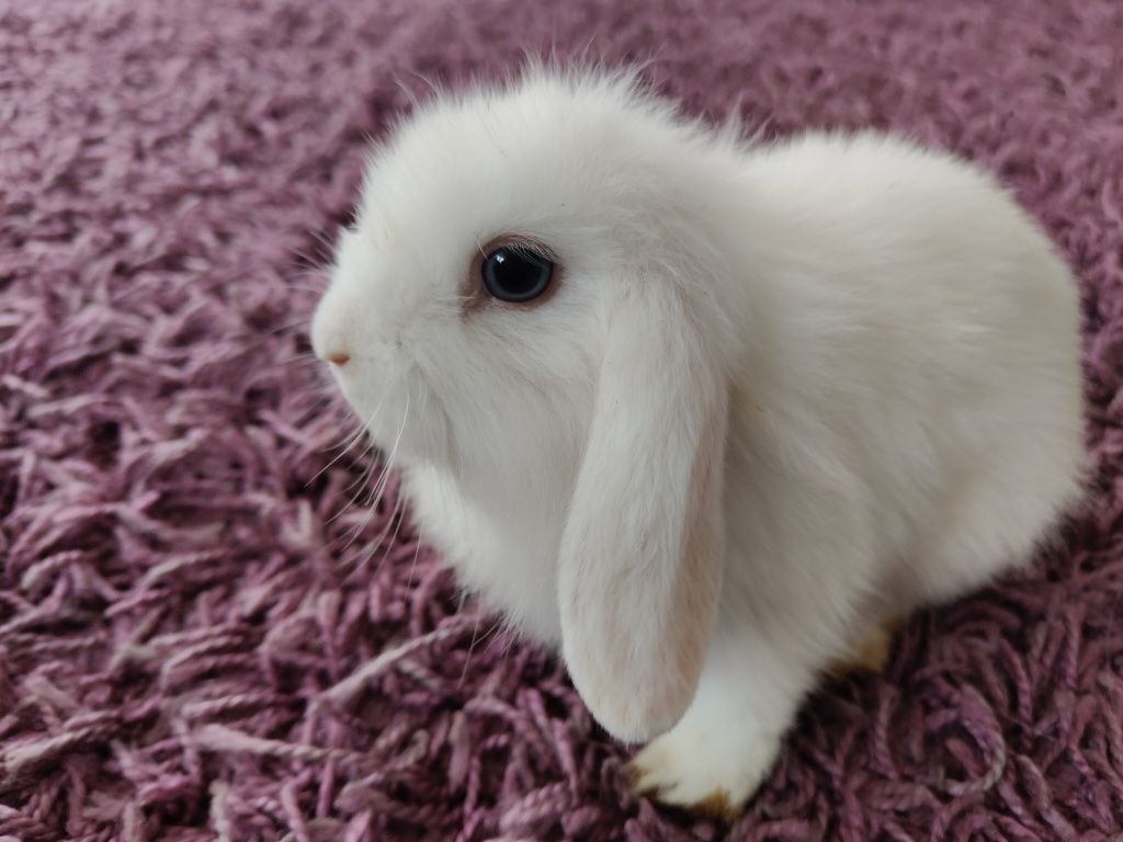 Królik miniaturka  mini lop dowóz gratis