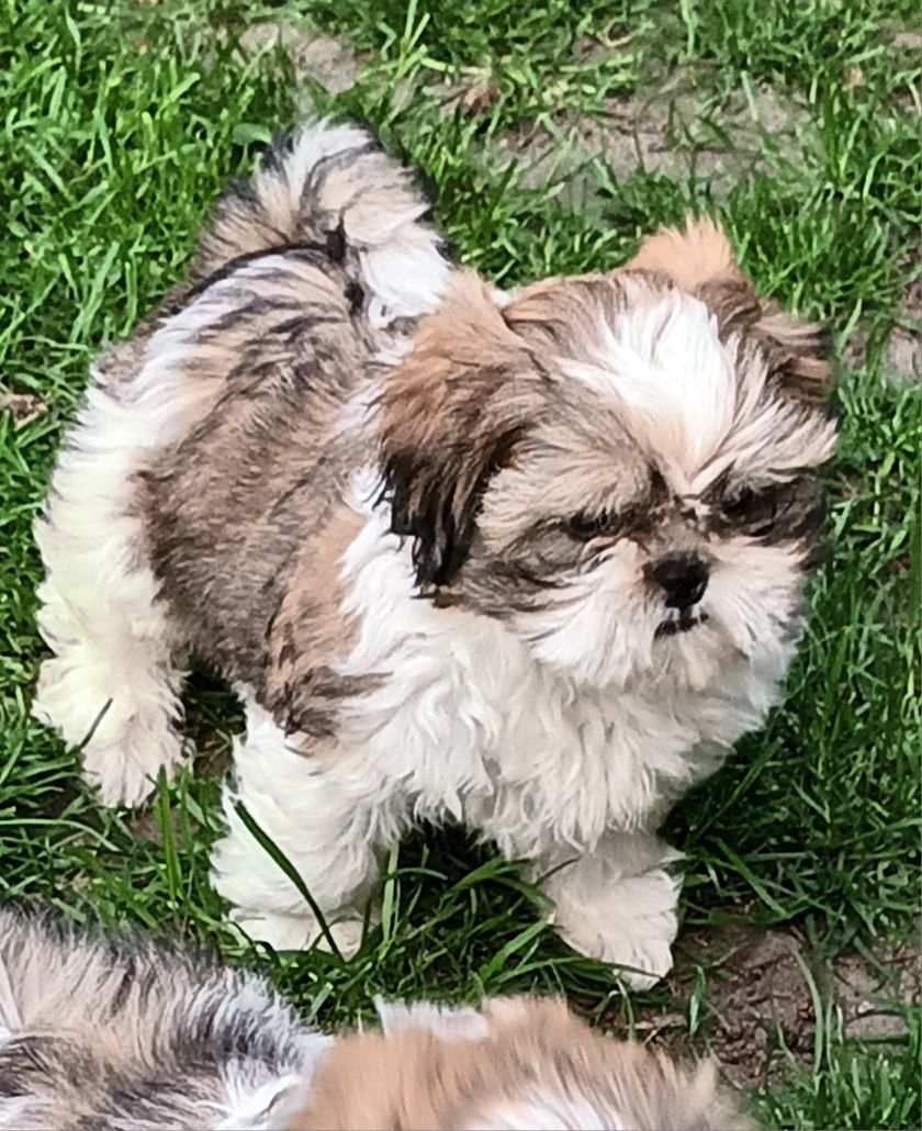 Shih-Tzu piesek .