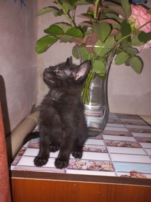 Відам в добрі руки маленьких кошенят 2 дівчинки та один хлопчик