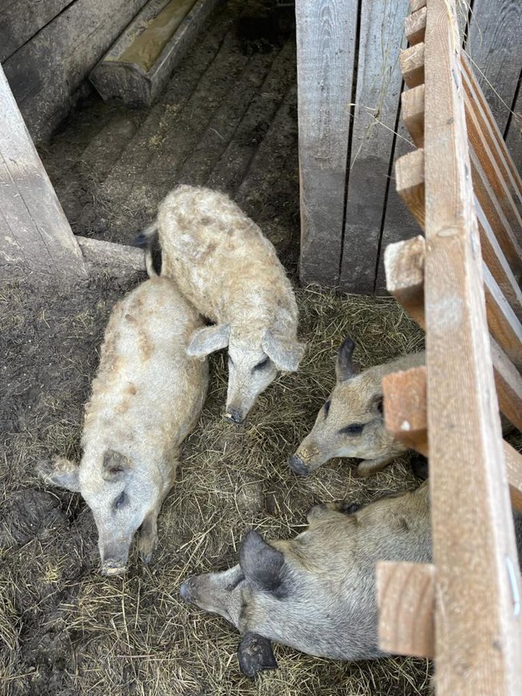 Свиня породи Венгерська мангалиця чистокровна