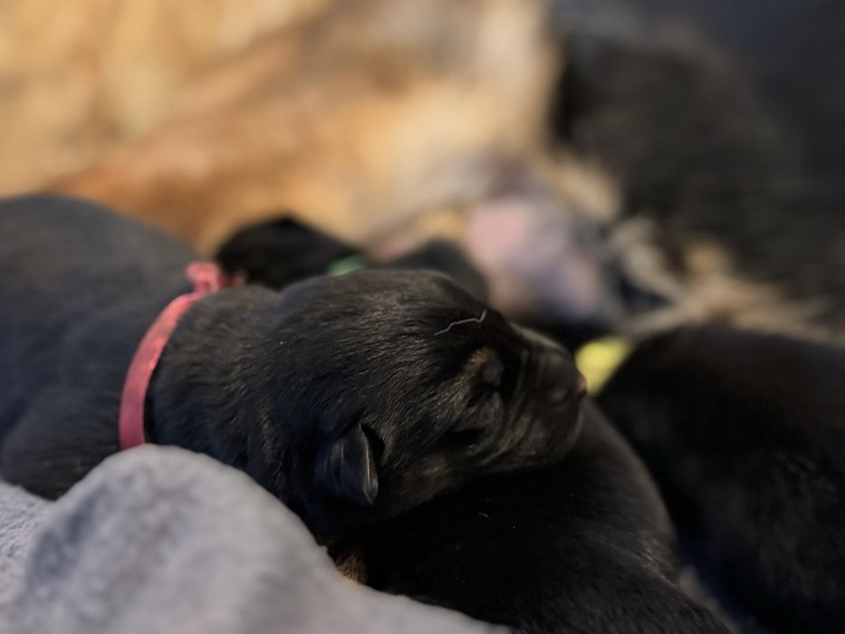 Owczarek niemiecki FCI