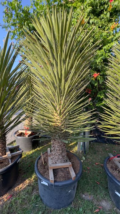 Juki, draceny, kaktusy