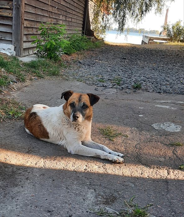 Віддам собаку в надійні руки