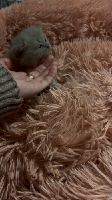 Неймовірно милі шотландські кошенята шукають свої люблячі родини