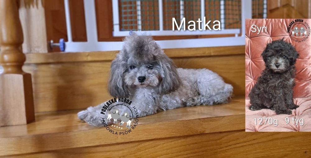 Pudel toy srebrny szary chłopiec z badaniami