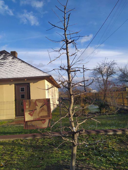 Обрізка плодових дерев, послуги садівника, зріз дерев