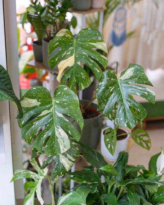 Plantas Interior (Monstera, Philodendron, ect)