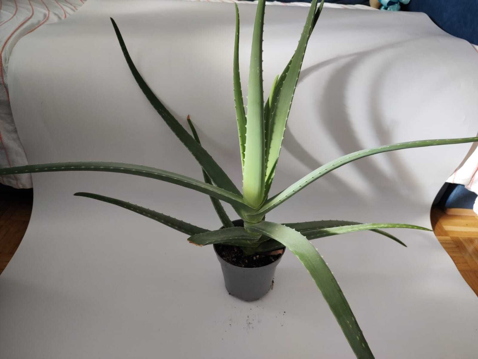 Aloes bardzo duży