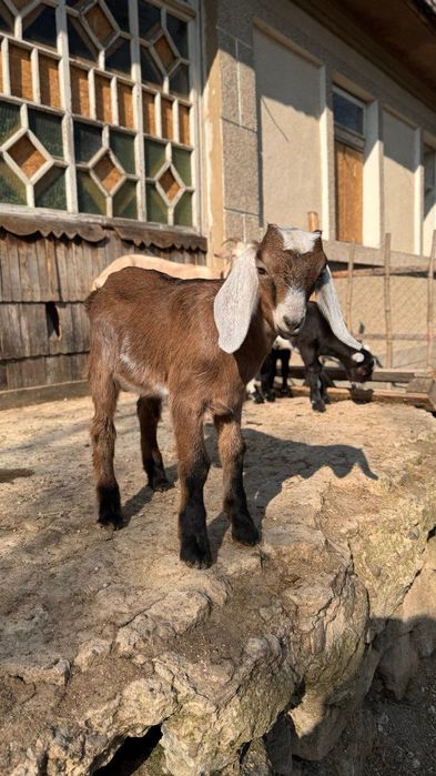 Козел. Козлики. Кози. Молоді кози