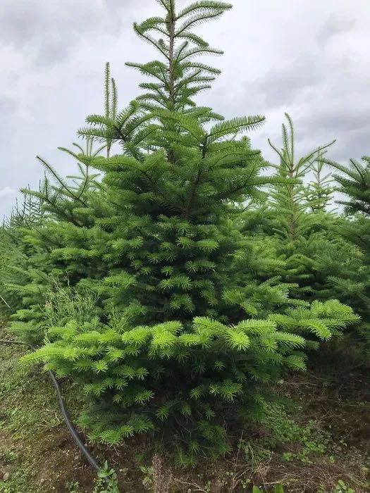 Jodła Nikko z gruntu wysokość 150-250 cm