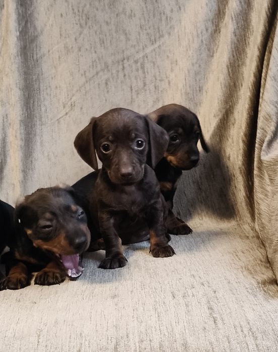 Jamnik krótkowłosy suczka (miniatura) Ur. 01.10.2025