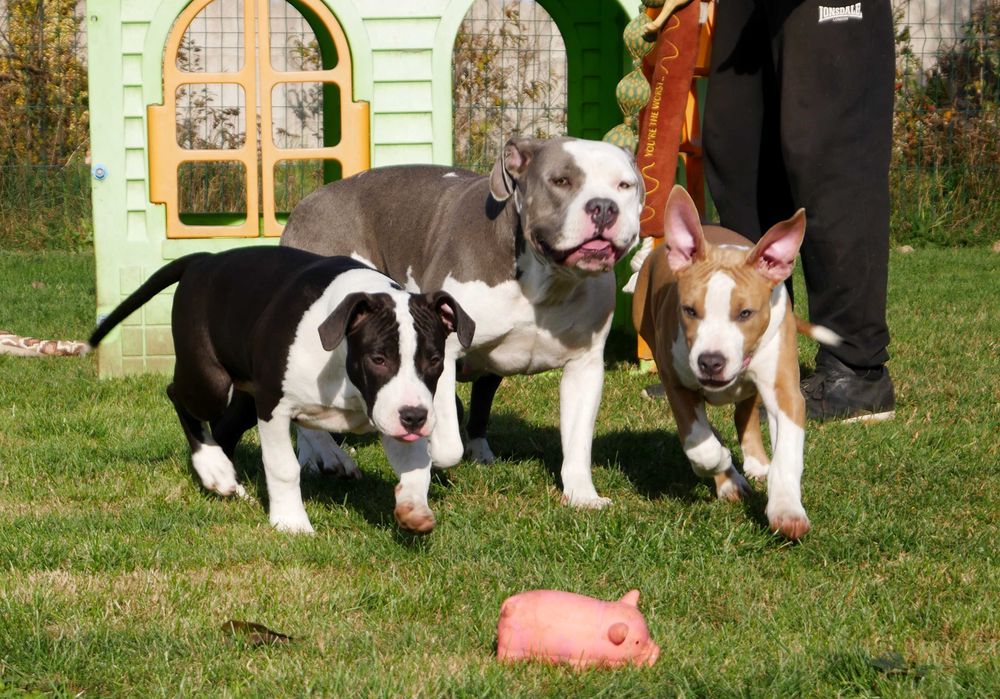 American Staffordshire Terrier ZKwP Amstaff FCI czarna suczka WALKIRIA