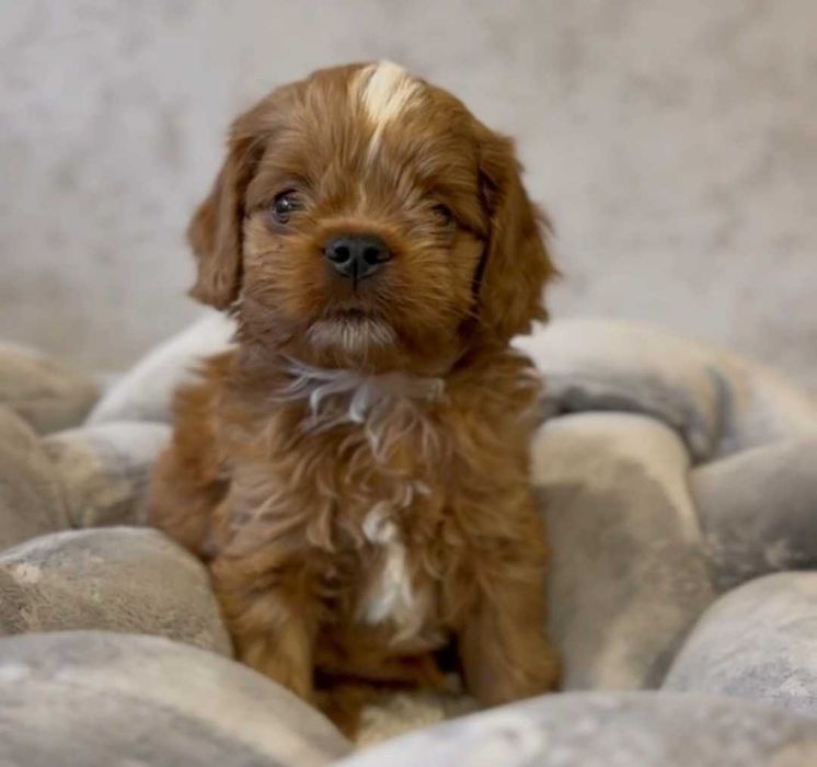 Кавапу. Очаровательный малыш.