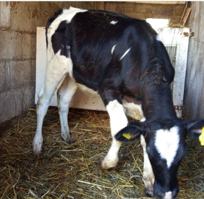 Byczek jałówki cielaki