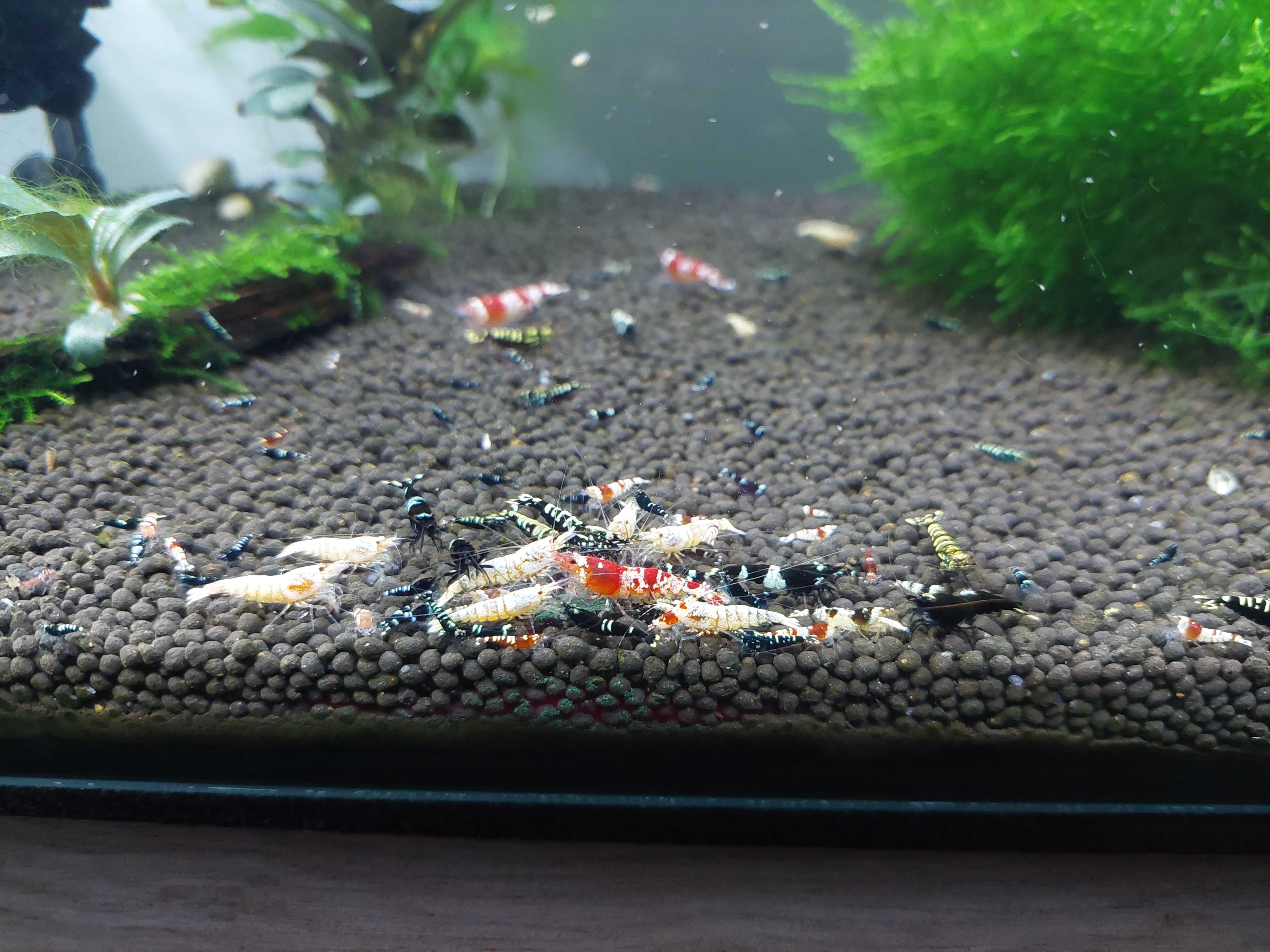 Krewetki Caridina MIX