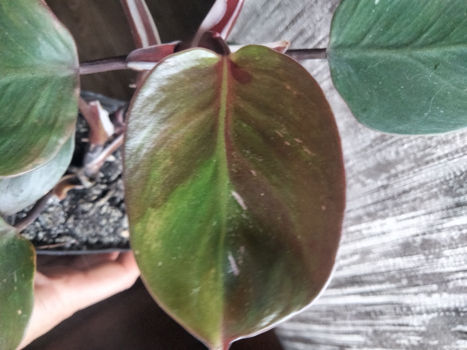 Філодендрон розова принцеса