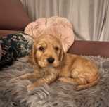 Cocker Spaniel Angielski - cudna suczka!trening czystości/ rodowód!
