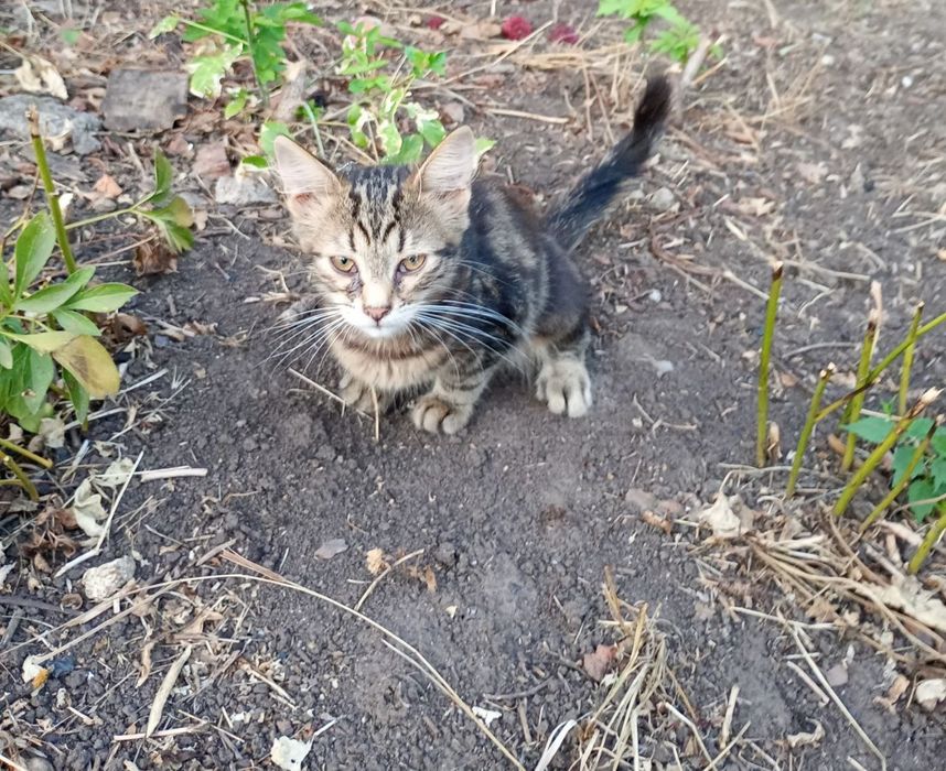 Отдам пушистых котят-мышеловов в хорошие руки!