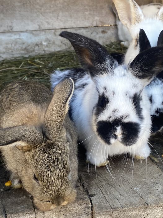 Кролі різногл віку