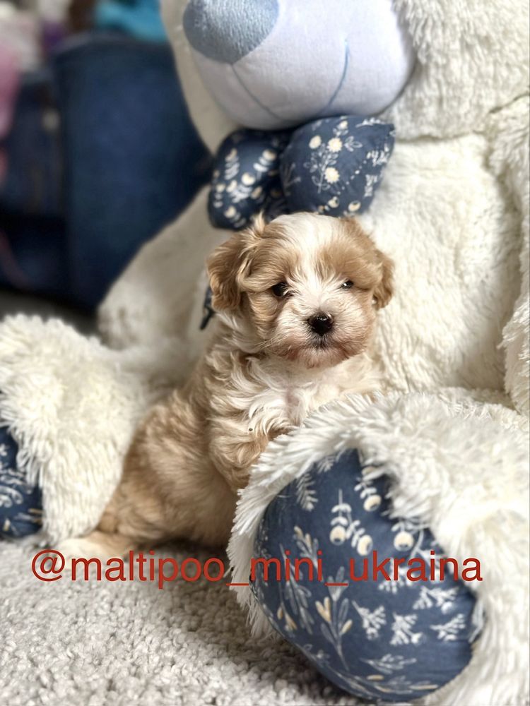 Мальтіпу ф1 мікро і міні цуценята
