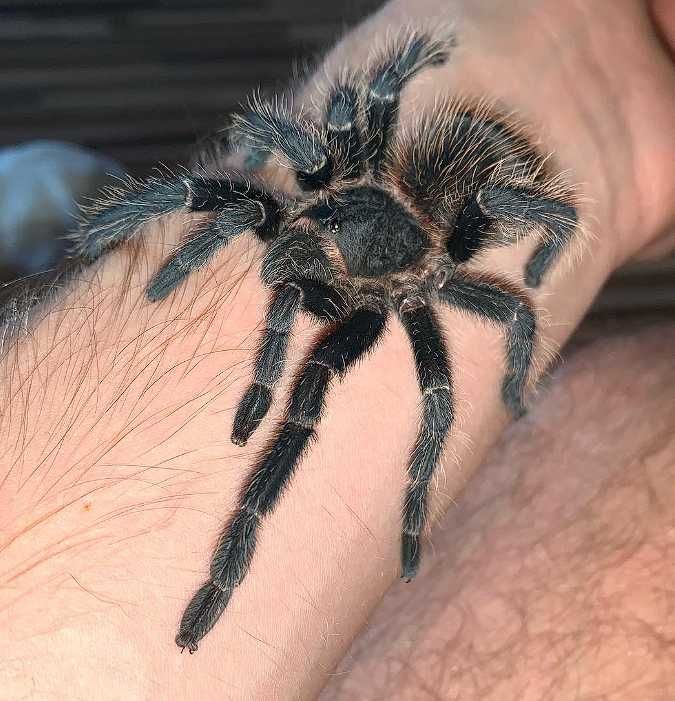 Крупный вид паук птицеед Lasiodora parahybana спокойные самцы L6/7/8