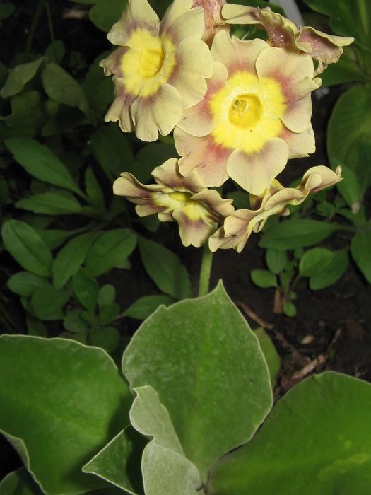 Насіння аурікули,вушкової примули.100 шт.Суміш.