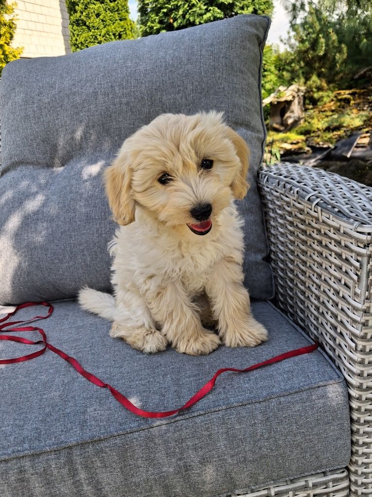 Śliczna suczka Maltipoo