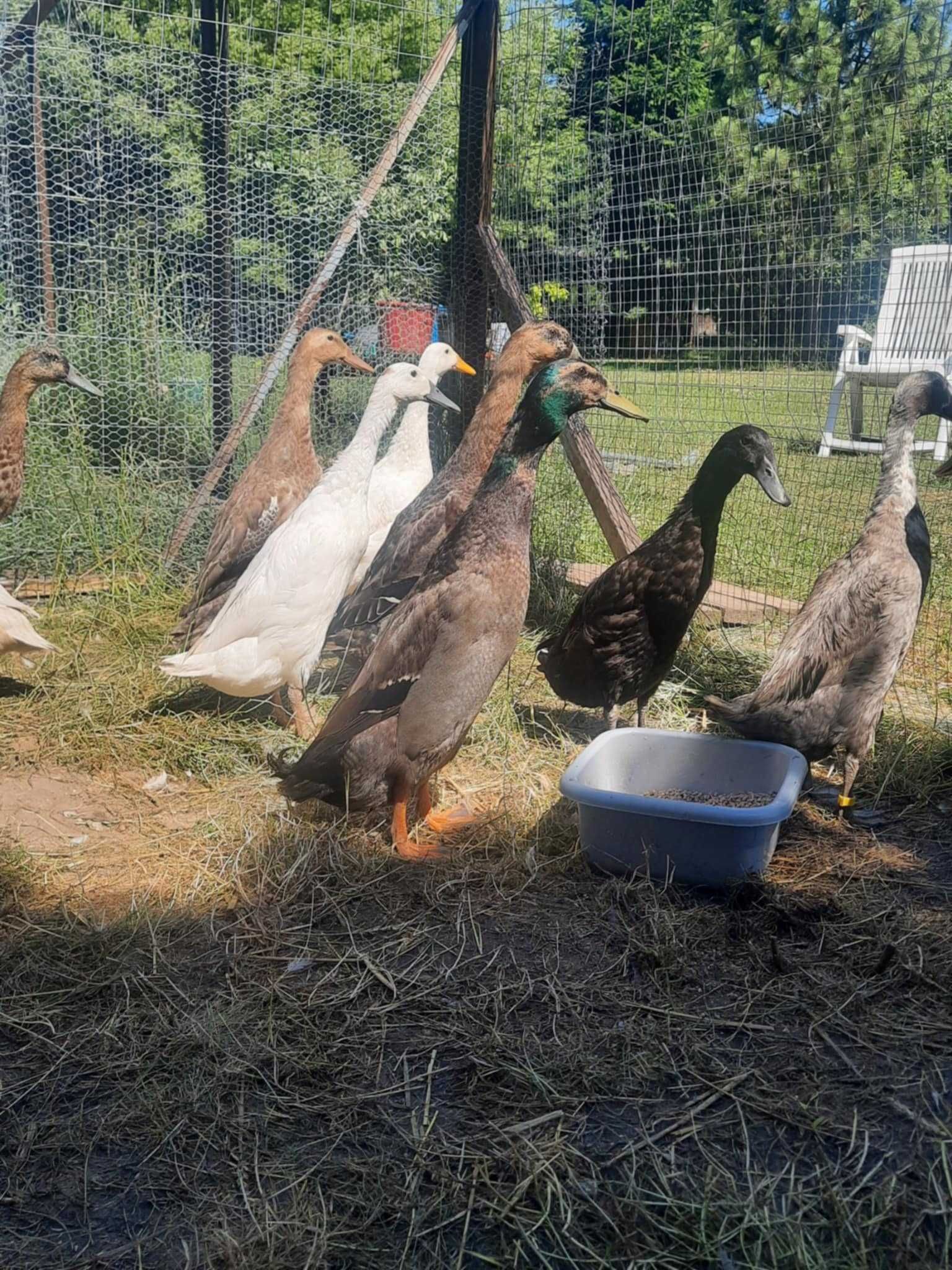 Kaczory biegusa , biegusy, dorosłe. Kaczki biegusy - piękne samce.