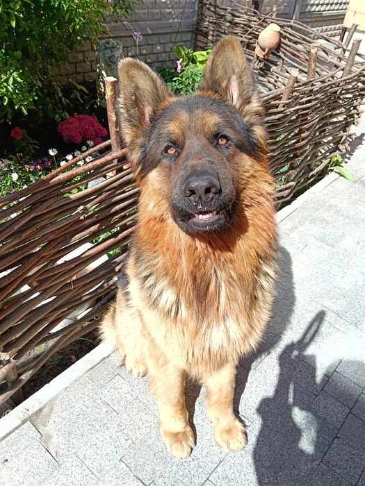 В'язка німецька вівчарка,кобель