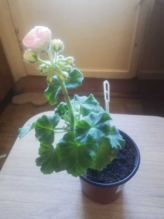 Продаю лікувальні і квітучі рослини з бескоштовною  доставкою по Києву